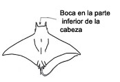 Mobula _dibujo.jpg